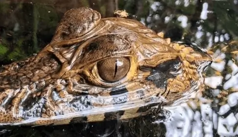 reserva tambopata animales